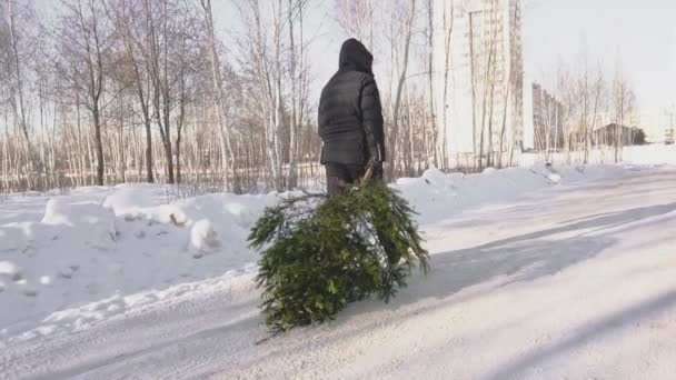 Um homem carrega uma árvore de Natal para casa através da floresta contra o pano de fundo do sol. Bela natureza de inverno se preparando para o feriado de Ano Novo, câmera lenta — Vídeo de Stock