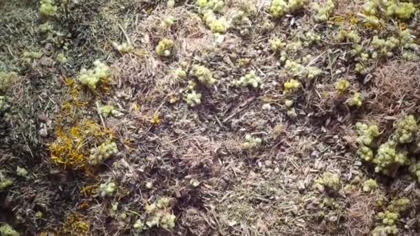 Raccolta medica di erbe essiccate. Medicina tradizionale trattamento, camomilla e fiori immortelle, sfondo — Video Stock