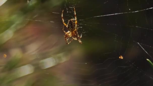 Araña del bosque en una telaraña contra el fondo del bosque y el sol, de cerca. otoño — Vídeos de Stock