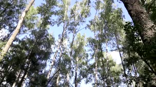 Vinden sveper björkarnas grenar i skogen mot den blå himlen, naturen — Stockvideo