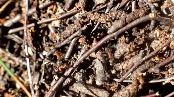 Μυρμήγκια σε μυρμήγκια, φόντο, μακροεντολή. Αντιγραφή χώρου για κείμενο — Αρχείο Βίντεο