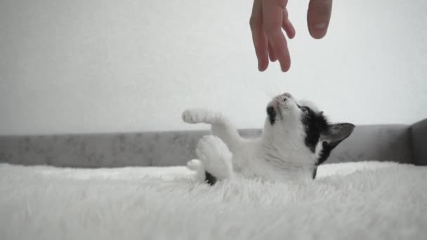 Hombre jugando con su gato doméstico con coloración blanca con manchas negras en la habitación, cámara lenta, instinto — Vídeos de Stock