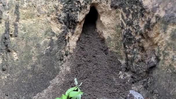 Eine kleine graue Maus, eine Wühlmaus, klettert und klettert aus ihrer Höhle. Nagetiere leben in der Natur — Stockvideo