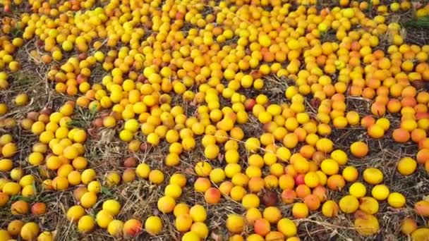 Deliciosos frutos de ameixa de cereja jazem no chão perto da árvore, fruta de ameixa de cereja, verão — Vídeo de Stock