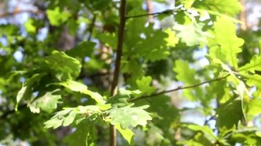 Ağaçtaki meşe yaprakları güneşin arka planında