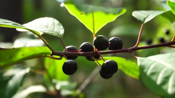 森林里有毒的植物，黑色的颠茄浆果。特写镜头、背景 — 图库视频影像