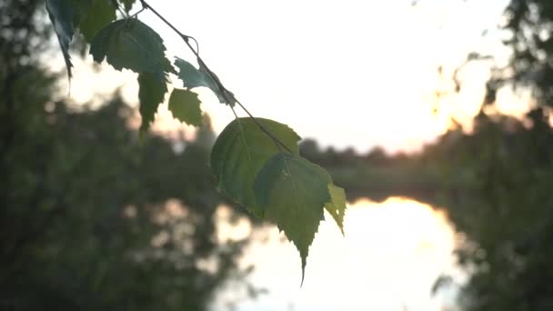 Утреннее озеро в лесу на рассвете. Концепция походов в лес и природу. Копирование текста, фона — стоковое видео