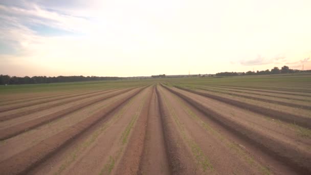 Ett fält med rader där växter odlas mot bakgrund av en solig solnedgång, kväll. Jordbruk och jordbruk — Stockvideo
