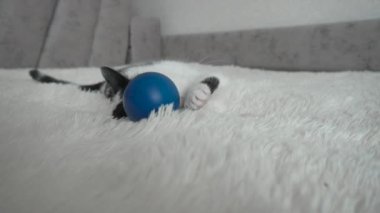 Siyah benekli genç beyaz kedi topuyla ve arka planıyla yatakta oynuyor. Güzel evcil kedi, ağır çekim.
