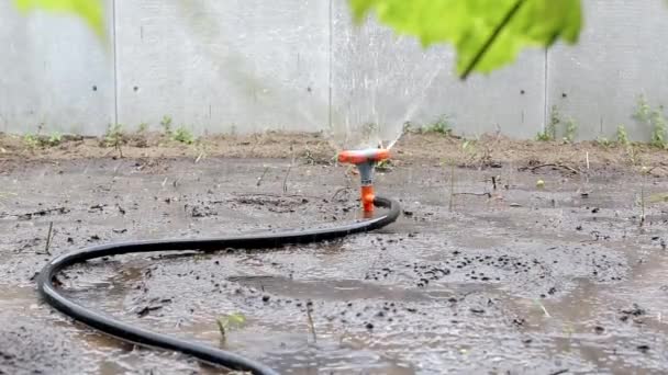 Sprinkler irrigazione terra asciutta presso il cottage per la semina, sfondo — Video Stock