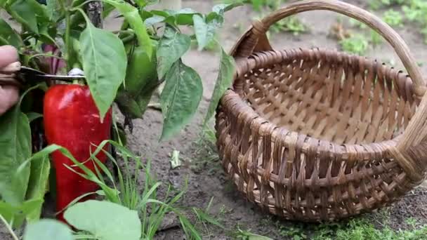 Una donna raccoglie un raccolto di peperone in un cesto. Il concetto di coltivazione di verdure al loro cottage estivo, verdure naturali — Video Stock