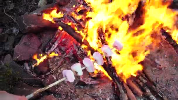 Rostade marshmallows över en eld i skogen. Matlagning traditionell delikatess, läcker sötma, närbild — Stockvideo