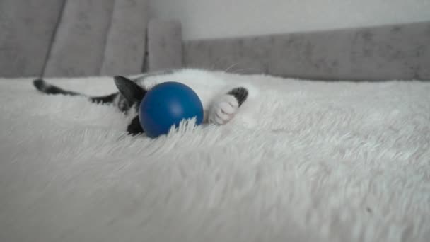 Ung vit katt med svarta fläckar spelar på sängen med en boll, bakgrund. Vacker tamkatt, långsam mo — Stockvideo