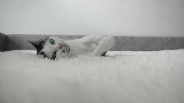 Un hermoso gato blanco con manchas negras yace en una colcha blanca en casa. Una mascota, fondo, cámara lenta. Mirando a la cámara — Vídeos de Stock