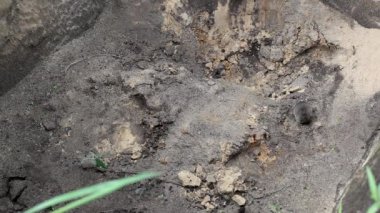 Yerde koşan gri fare faresi, kemirgen, arka plan. Metin için alanı kopyala