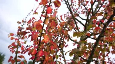 Sonbaharda, tarlada yapayalnız bir ağaçta kırmızı yapraklar. Güzel doğa.