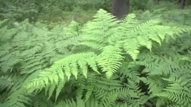 Ormanda, arka planda, bitkide yetişen güzel bir eğreltiotu.