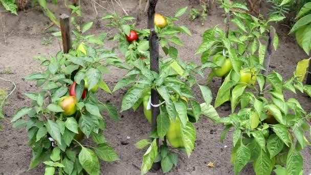 Pimenta do sino natural verde e vermelho crescendo no jardim, agricultura, cultivando legumes, fundo — Vídeo de Stock