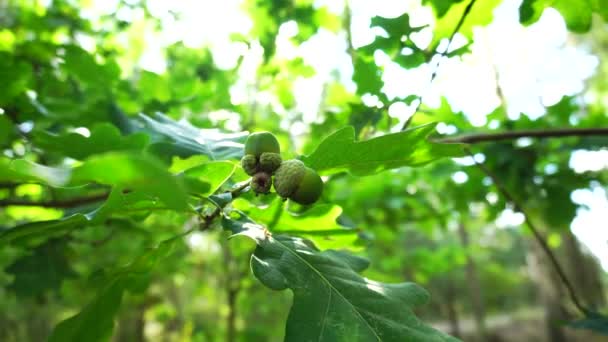 Vackra grenar och blad av en ek. Gröna blad och ekollon på bakgrunden av solen, närbild — Stockvideo