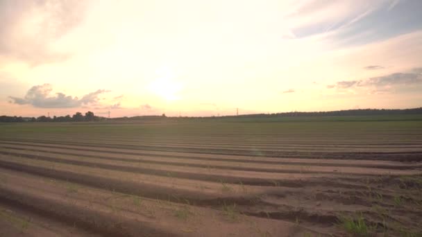 在夕阳西下的背景下，生长着一排排植物的田野。农业和耕作概念 — 图库视频影像