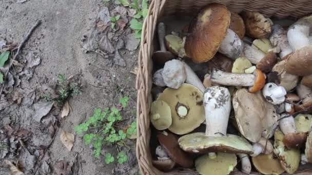 Basket with different mushrooms from the forest, background. Copy space for text — Stock Video