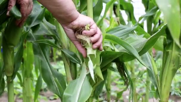 Mujer recoge mazorcas de maíz dulce de la planta verde, fondo, agricultura — Vídeos de Stock