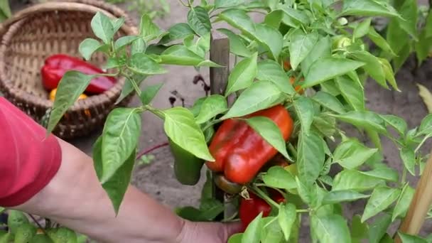 Kobieta wybiera zboże papryki w koszyku. Koncepcja uprawy warzyw w domku letniskowym, warzywa naturalne — Wideo stockowe