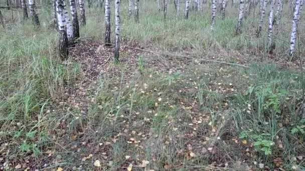 어린 자작나무는 숲과 배경에서 자란다. 러시아의 버치 그로브 — 비디오