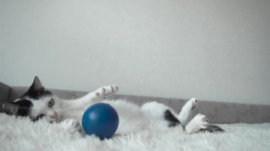Siyah benekli genç beyaz kedi topuyla ve arka planıyla yatakta oynuyor. Güzel evcil kedi, ağır çekim.