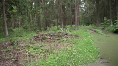 Ormanda yeşil su birikintisi ve sulak arazi, orman yolu, manzara