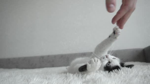 Мужчина играет со своим домашним котом в белом цвете с черными пятнами в комнате, замедленная съемка, инстинкт — стоковое видео