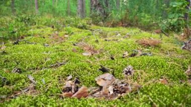Ormanda yoğun yeşil yosun, arka plan. Kaydırma atışı, manzara.