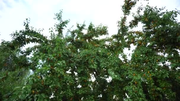 Árvore de fruto com fruta de ameixa de cereja e ramos verdes. Delicioso fruto, fundo — Vídeo de Stock