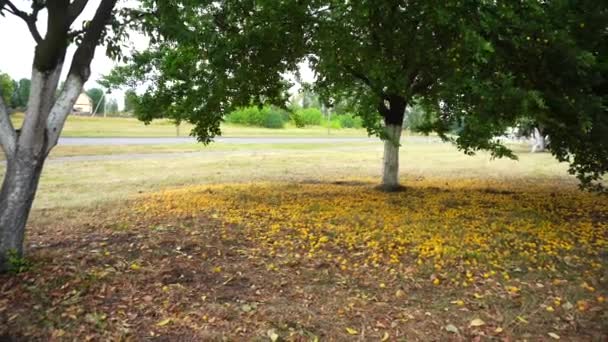 Köstliche Kirschpflaumenfrüchte liegen auf dem Boden neben dem Baum, Kirschpflaumenfrüchte, Sommer — Stockvideo