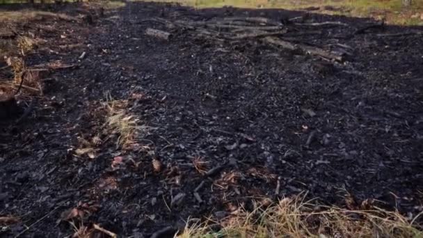 Bos en gras na het vuur, achtergrond. Zwarte verbrande bomen en gras — Stockvideo