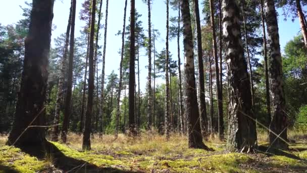 Bela floresta bosque de bétula com musgo contra o pano de fundo do sol e céu azul. Natureza, controle deslizante, paisagem — Vídeo de Stock