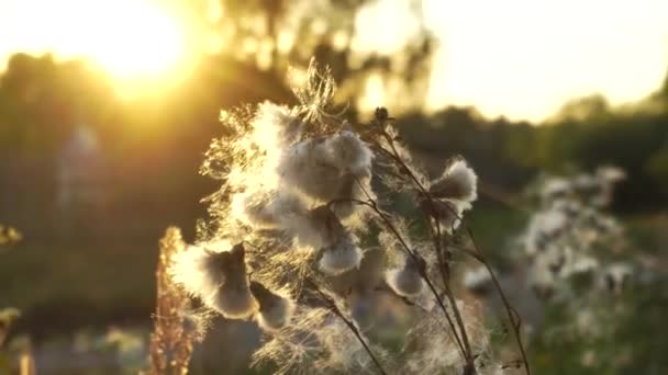Dziki cierń roślinny z białą bawełną na tle słonecznego zachodu słońca, tła, zioła — Wideo stockowe
