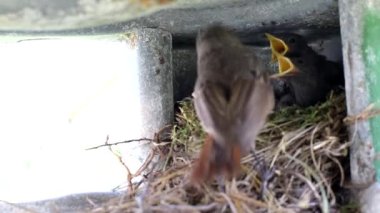 Güzel bir sığırcık kuşu yuvaya uçar ve onları besler. Yuvada sarı ağızlı küçük piliçler, arka plan, metin için kopyalama alanı