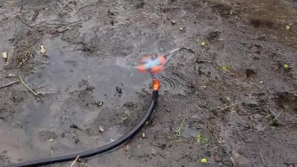 Aspersor riego de tierra seca en la casa de campo para la plantación, fondo — Vídeo de stock