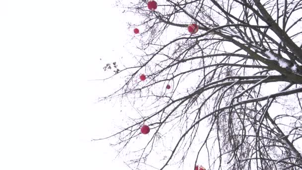 Prachtige winterboom buiten versierd met rode ballonnen tegen de hemel, kopieer ruimte voor tekst, slow motion — Stockvideo