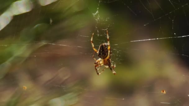 Araña en una telaraña en el bosque en la naturaleza, fondo. Vida en la naturaleza, verano, primer plano — Vídeo de stock