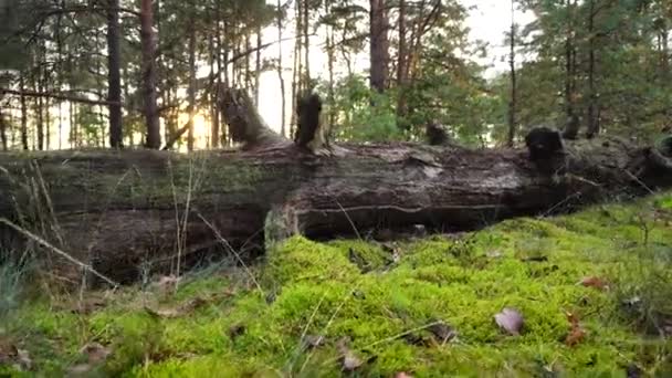 An old fallen tree in the forest against the backdrop of a sunny sunset. Beautiful nature in the forest, dense moss against the background of the sun — Stock Video