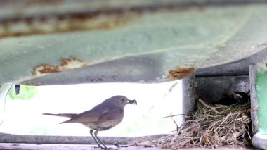 Dalgakuyruklu kuş gelir ve yavrularını yuvaya yedirir. Yetiştirilen yavrular, vahşi yaşam, metin için kopyalama alanı