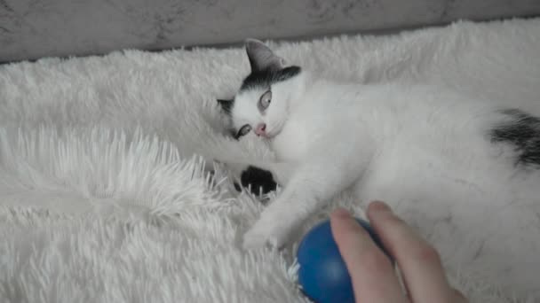 Мужчина играет со своим домашним котом в белом цвете с черными пятнами в комнате, замедленная съемка, инстинкт — стоковое видео
