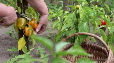 Bir kadın sepetten bir tutam dolma biber topluyor. Yazlık evlerinde sebze yetiştirme fikri, doğal sebzeler.