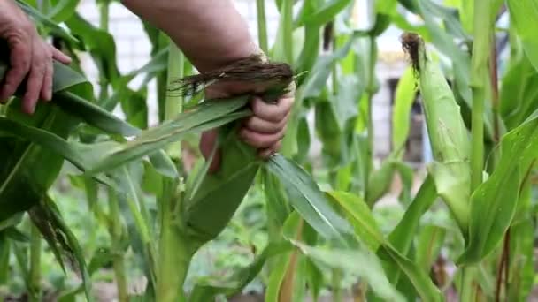 Mujer recoge mazorcas de maíz dulce de la planta verde, fondo, agricultura — Vídeos de Stock