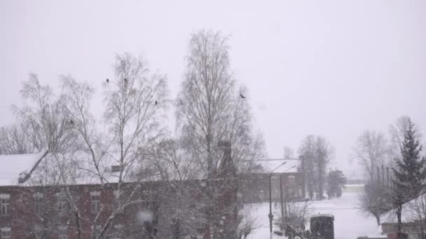 Burung-burung terbang selama salju di latar belakang pohon, gerakan lambat — Stok Video