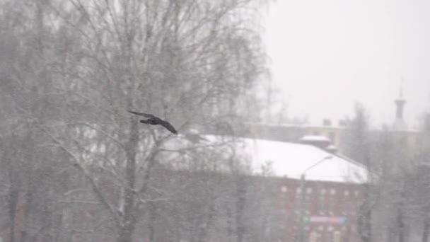 Vogelkraai die in de lucht vliegt tegen de achtergrond van winterbomen, sneeuwval. Langzame beweging — Stockvideo
