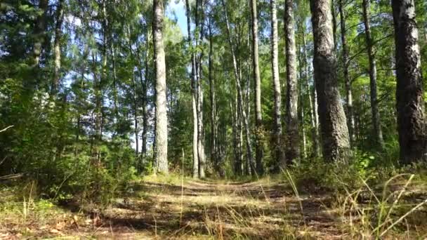 Birch Grove egy nyári erdőben egy napsütéses napon. A felirat háttere, táj — Stock videók