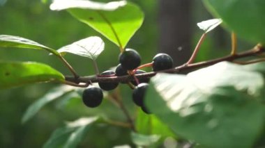 Ormandaki zehirli bitki, kara belladonna üzümü. Yakın plan, arkaplan